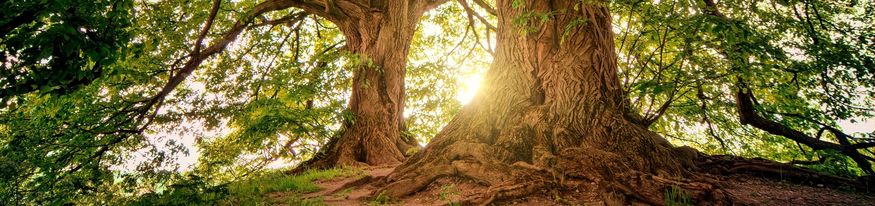 Cycle Arété – Chemins de sagesse — Programme pleine conscience et traditions contemplatives en ligne — Euthymia
