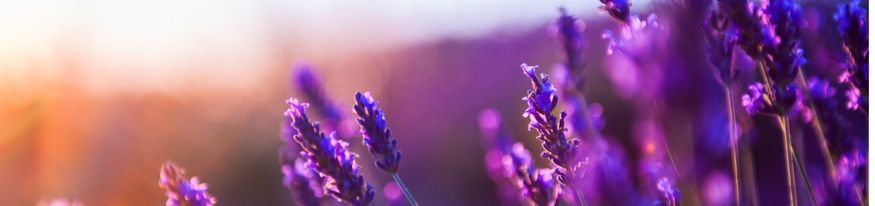 Programme pleine conscience et autocompassion en ligne — Les richesses intérieures — 5 séances avec Stéphane Offort — Euthymia